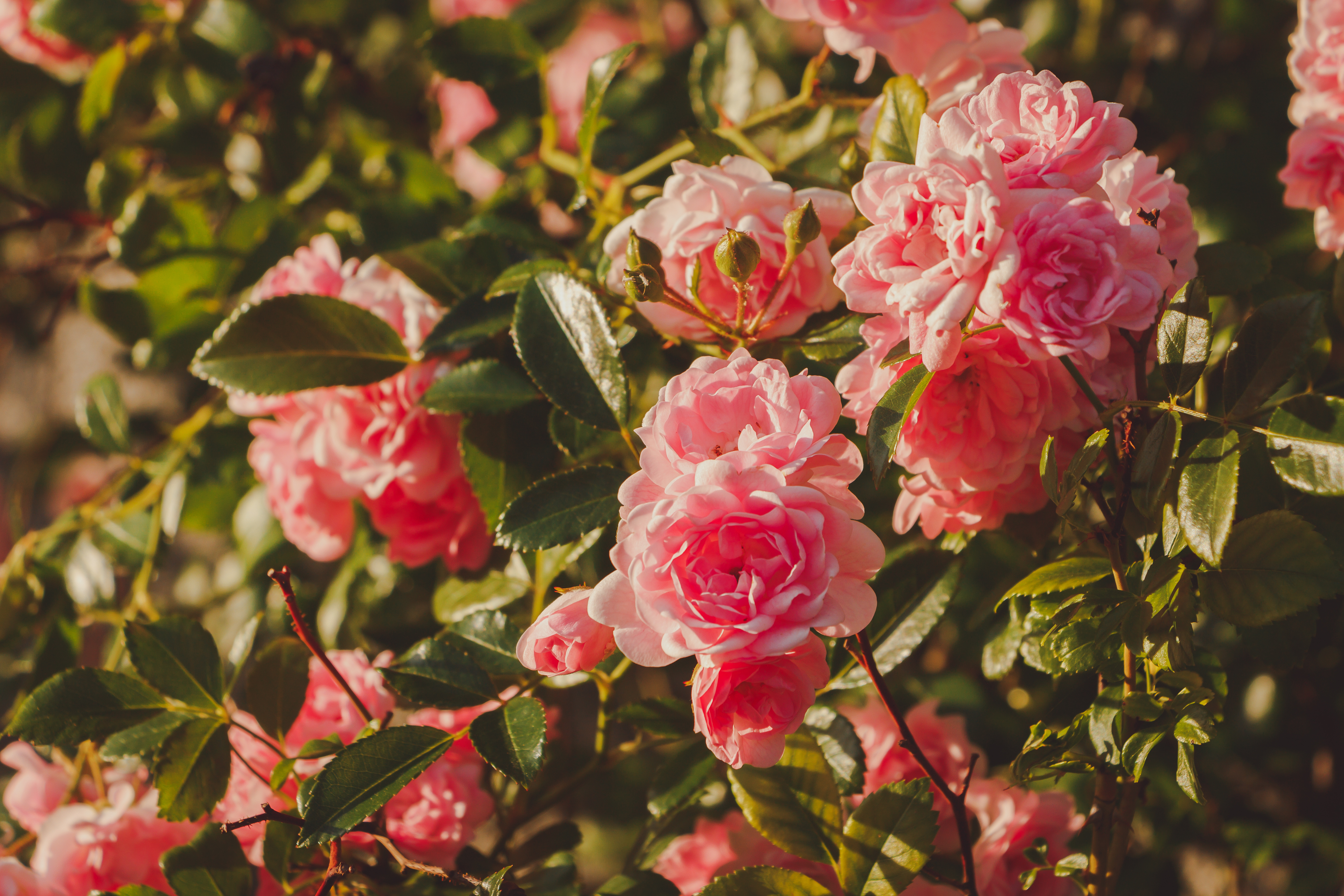 Floragenist Rose is positioned around the growing skin radiance and glass/diamond skin conversation.