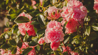Floragenist Rose is positioned around the growing skin radiance and glass/diamond skin conversation.