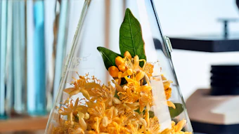 Osmanthus Extract