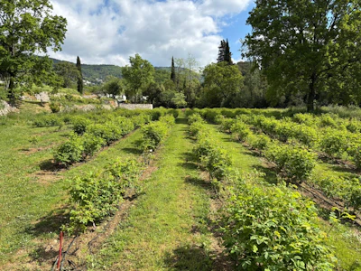 Rows of grapevines in a lush green vineyard with cypress trees and rolling hills under a partly cloudy sky