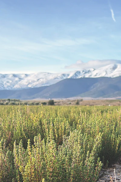 Snow-capped mountains rise behind a green crop field under clear blue sky